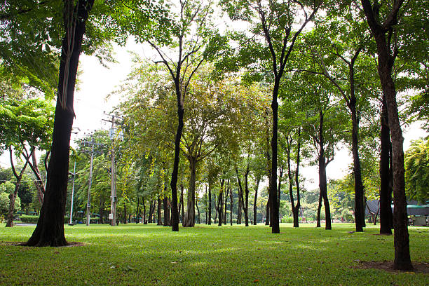 istock Big trees in the garden 186313429