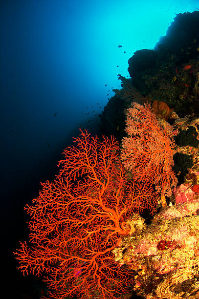 istock Gorgonia in the Philippines 186313441