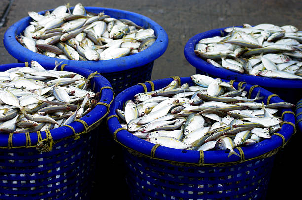 istock Mackerel fish in  basket , Fishery concept 186313500
