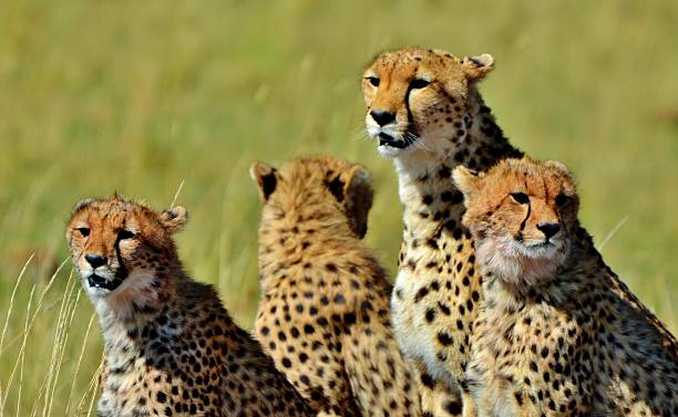 istock Cheetah Family 186313553