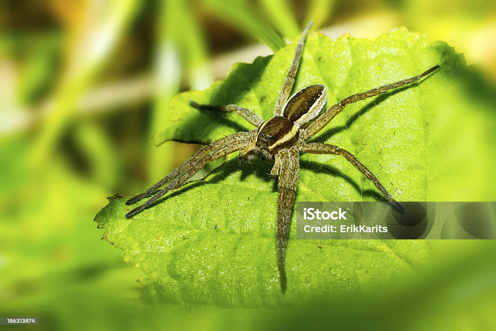 Retrato de un bosque araña - Foto de stock de Afilado libre de derechos