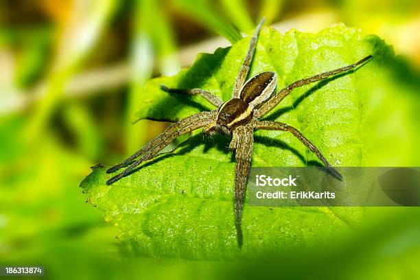 Retrato De Un Bosque Araña Foto de stock y más banco de imágenes de Afilado - Afilado, Aire libre, Aislado