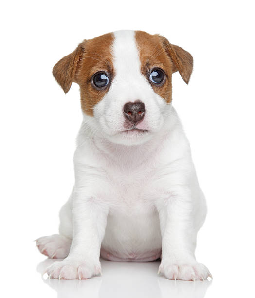 istock Jack Russell puppy. Portrait 186314417