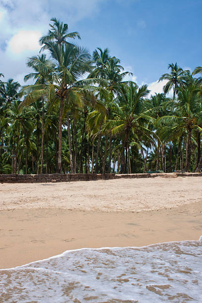 praia tropical paradise - goa beach india green - fotografias e filmes do acervo