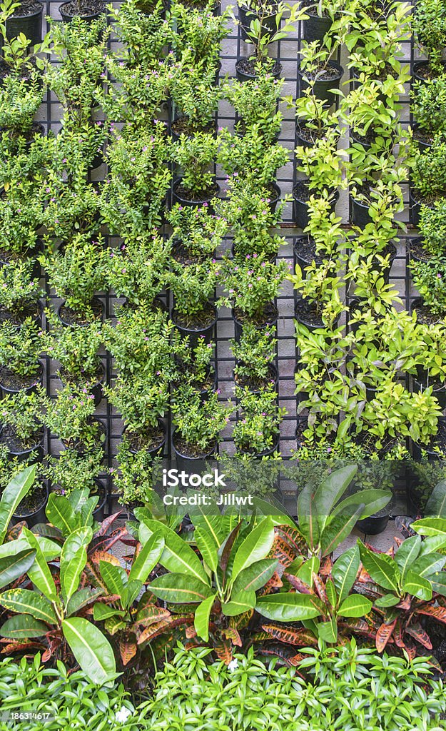 vertical farm plant vertical farm green plant pattern in pot cultivation and green plant on ground Close-up Stock Photo