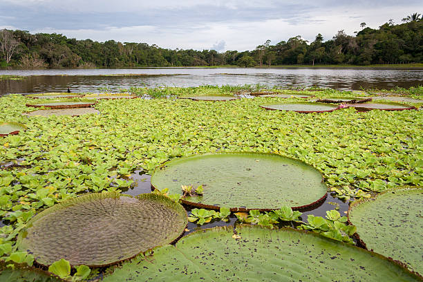 Amazon river covered with Victoria Lotuses Amazon river covered with Victoria Lotuses. amazon forest stock pictures, royalty-free photos & images