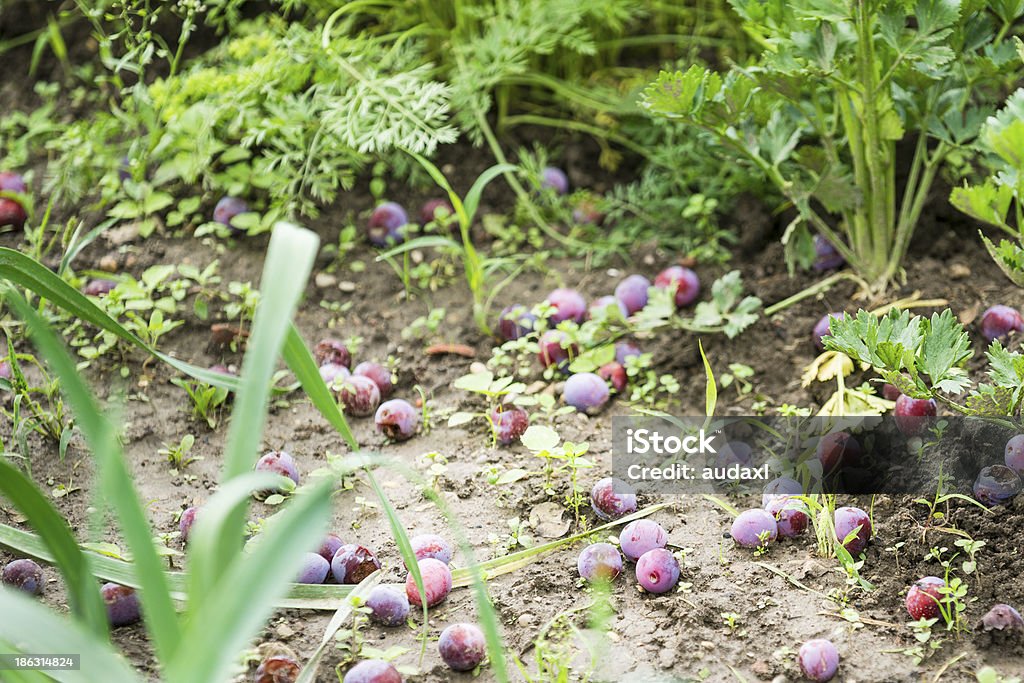 Ciruelas en la planta baja - Foto de stock de Aire libre libre de derechos