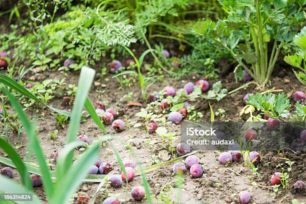 Ciruelas En La Planta Baja Foto de stock y más banco de imágenes de Aire libre - Aire libre, Alimento, Ciruela