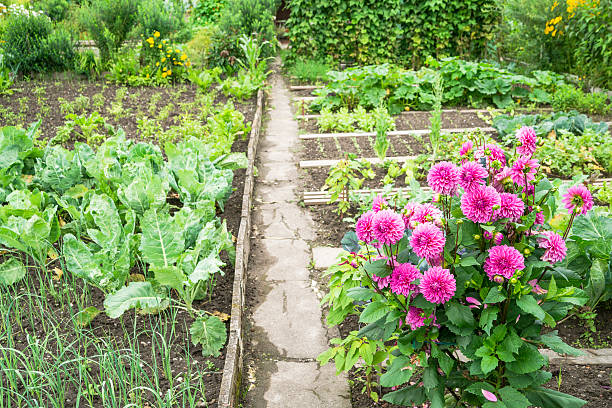 istock Dahlias in a Vegetable Garden 186315180