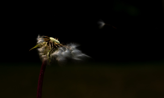 Dandelion scattering seeds