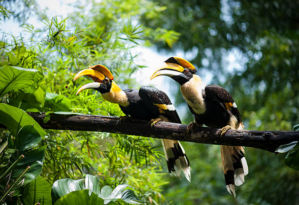 twin Hornbill twin Hornbill in the forest hornbill stock pictures, royalty-free photos & images