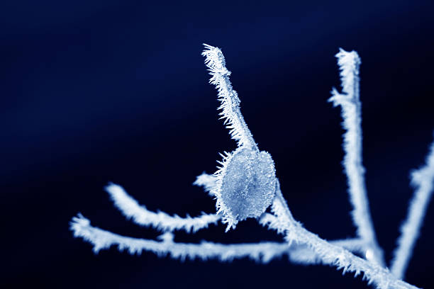 leaves with frost in winter, closeup of pictures