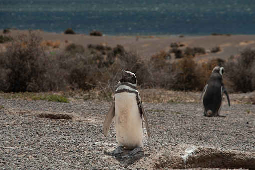 A Galapagos penguin on a rock in Santiago Island, Galapagos Island, Ecuador, South America.