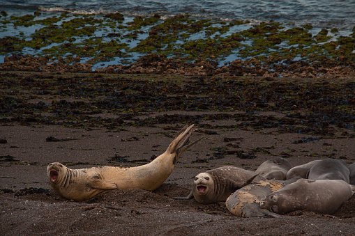 Group of seals on the beach, Valdez Peninsula