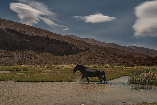 black horse crossing the river
