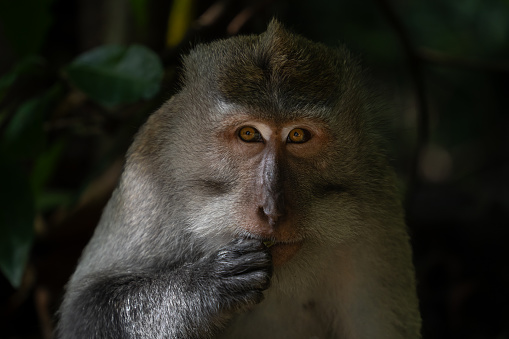 Macaque looking at the camera