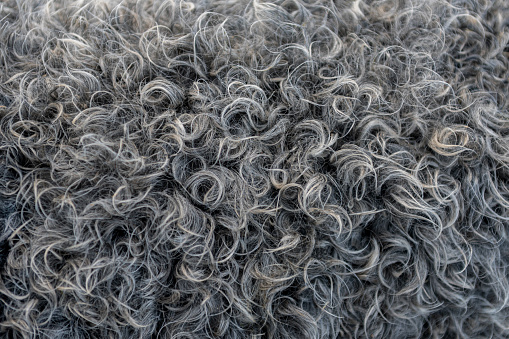 Dark, black sheep wool, fur texture, grey wool background, natural surface pattern.