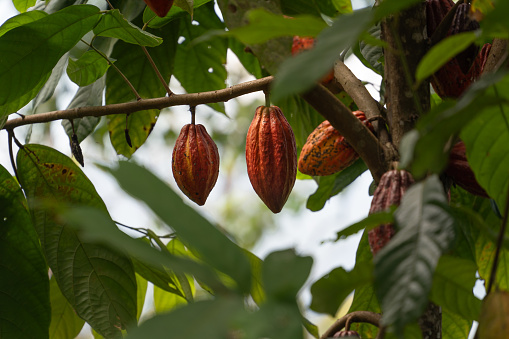 Cocoa fruit on its plant