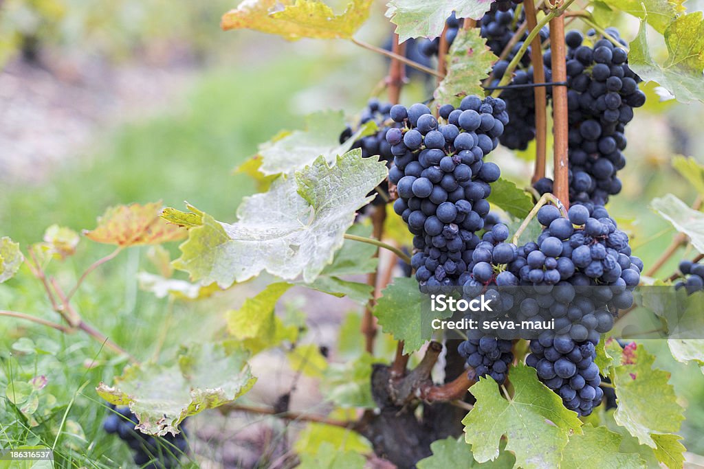 Uva vino - Foto stock royalty-free di Agricoltura