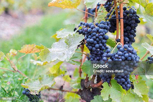 Uva Vino - Fotografie stock e altre immagini di Agricoltura - Agricoltura, Ambientazione esterna, Autunno