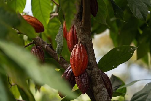 Cocoa fruit on its plant