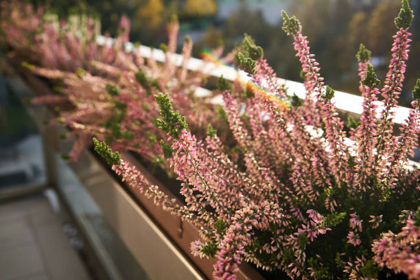 istock Pink heather flowers growing outdoors on the balcony in autumn 1863166085