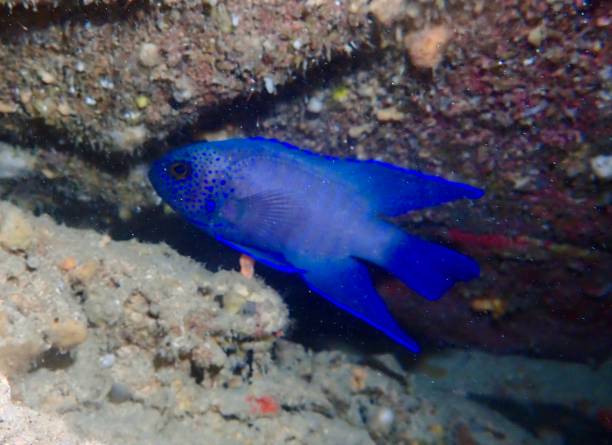 istock Southern blue devil fish Western Australia 1863172300