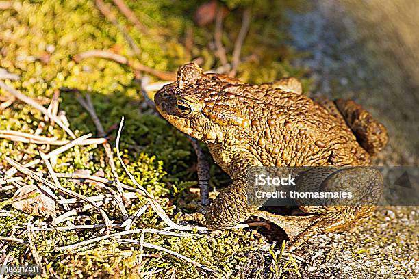 Sapo Común Perfil En Primer Plano Foto de stock y más banco de imágenes de Aire libre - Aire libre, Anfibio, Animal