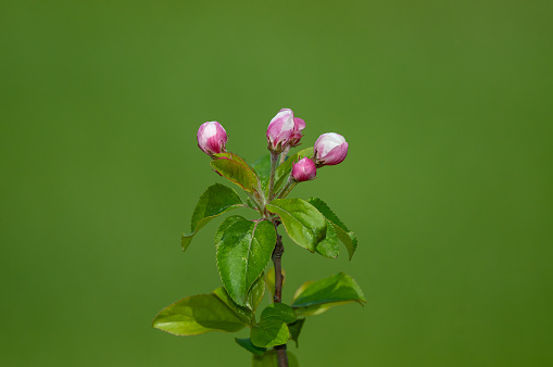 Newly blossomed bud apple blossom in spring. Green background.
