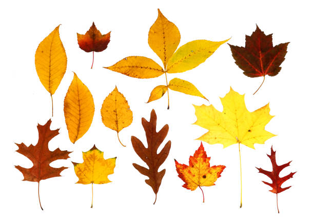 istock colorful autumn leaves isolated on white background 1863176458