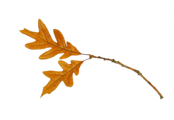 Three oak leaves hand-painted on a white background. Handmade drawing with crayons. A natural element.
