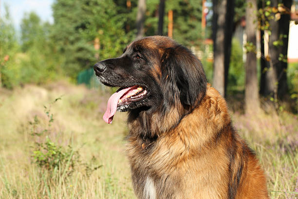 istock Leonberger dog. Outdoor portrait 186317830