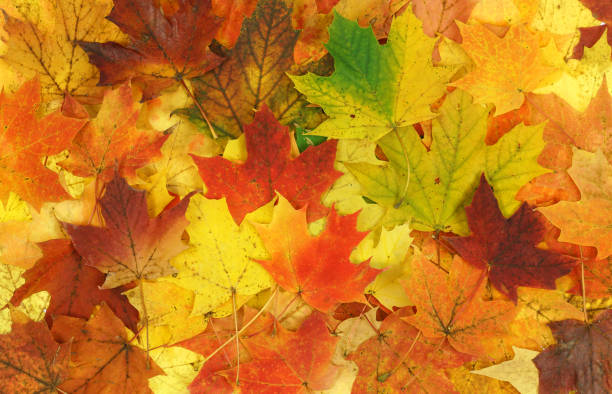 istock colorful autumn leaves as nature background 1863185375