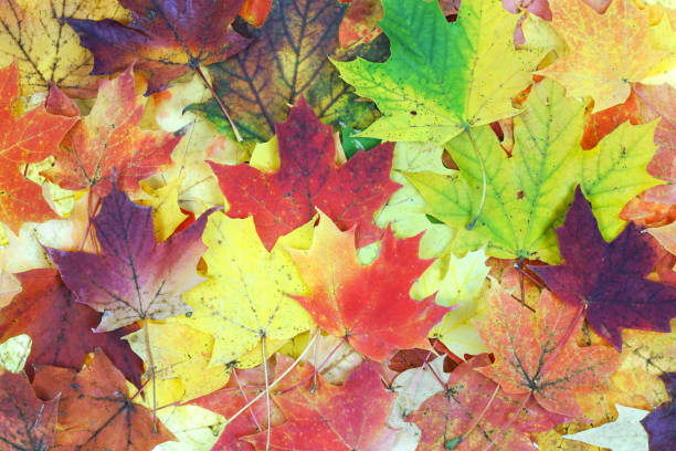 istock colorful autumn leaves as nature background 1863186765