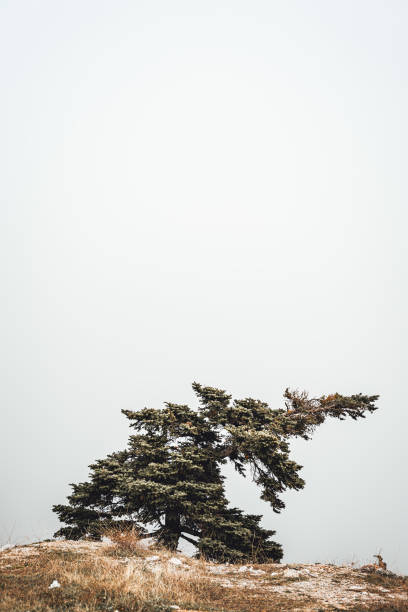 istock Mountain Hills Landscape Forest Geography 1863190689