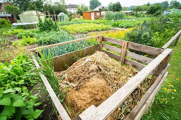 Compost bin and stringbeans in a vegetable garden patch