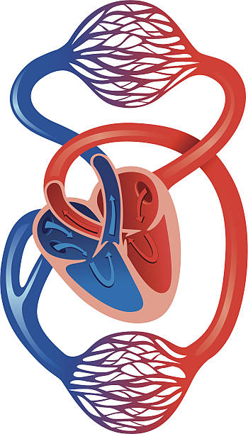 человеческая cardiovascular система - human cardiovascular system human heart human vein blood flow stock illustrations