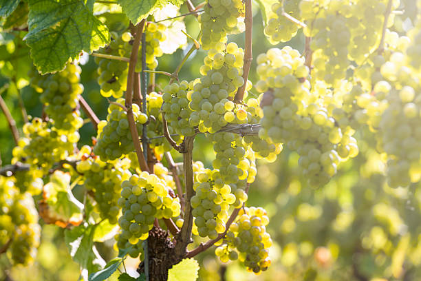 istock White Grapes in the Vineyard 186320070