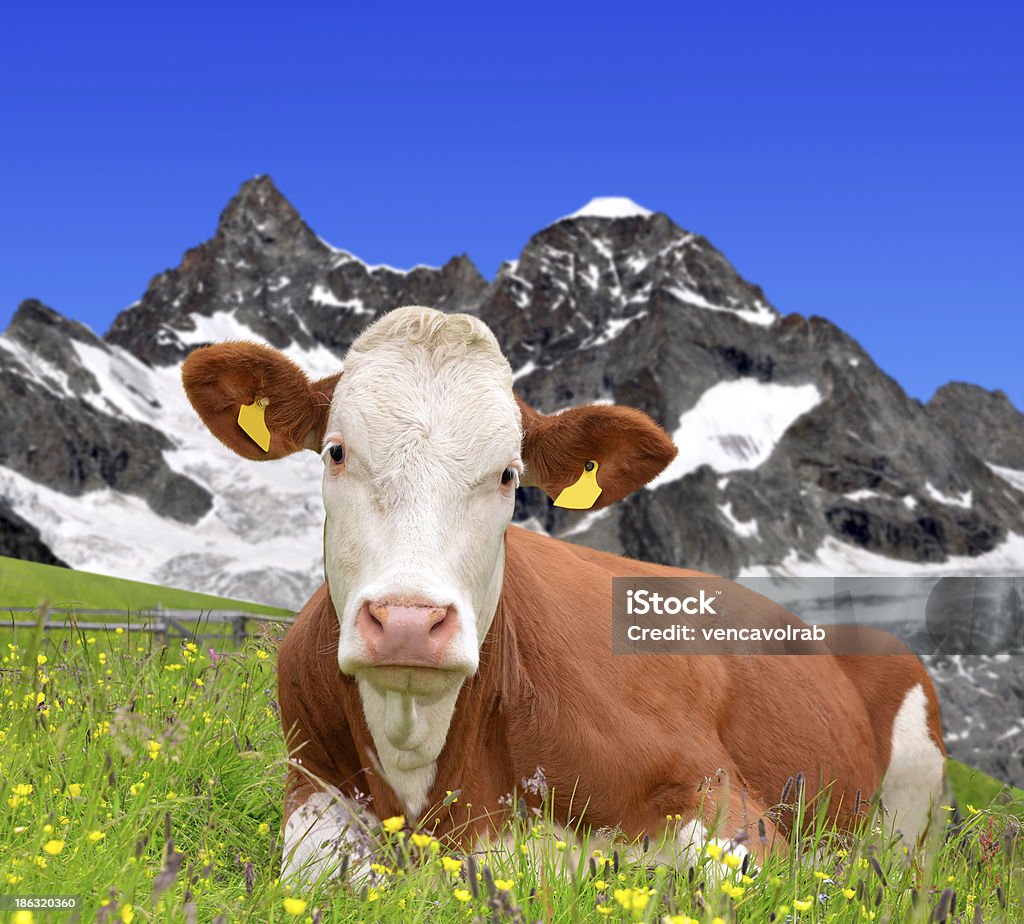 Vaca no Prado - Royalty-free Agricultura Foto de stock