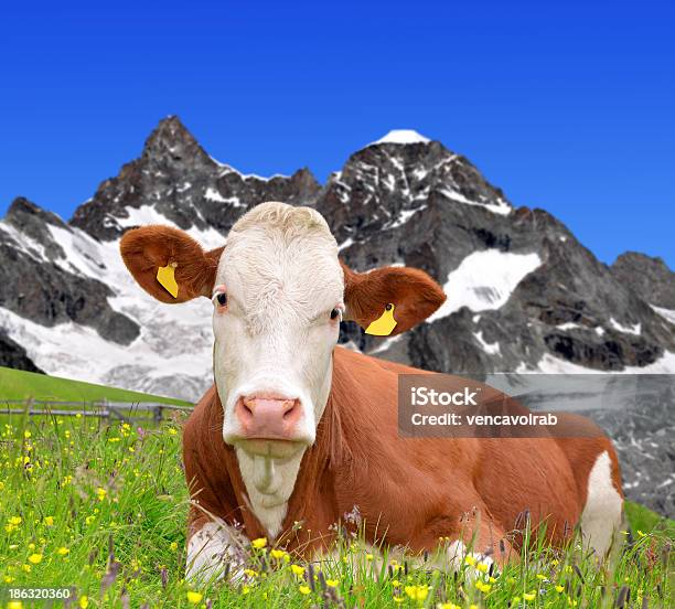 Vaca No Prado - Fotografias de stock e mais imagens de Agricultura - Agricultura, Alpes Europeus, Alpes suíços