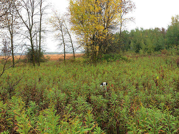 cão de caça em campo - pheasant hunting bird gamebird - fotografias e filmes do acervo