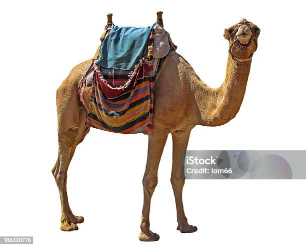 Camel Stock Photo - Download Image Now - Camel, Saddle, Africa