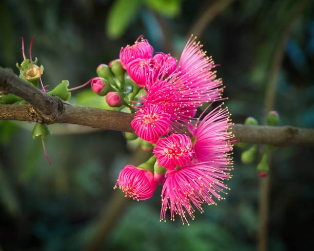 яблоня малайская - syzygium malaccense - chomphu стоковые фото и изображения