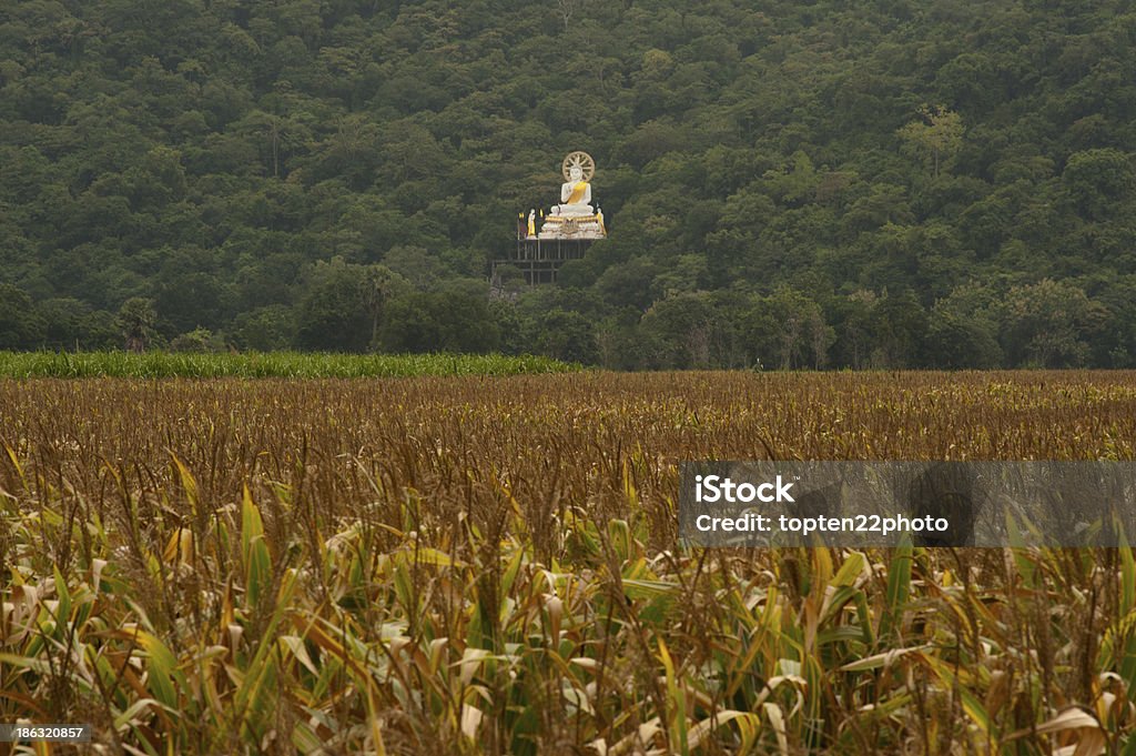 Outdoor white Buddha on mountain near corn field. Outdoor white big Buddha on mountain near corn field in Middle of Thailand. Agricultural Field Stock Photo