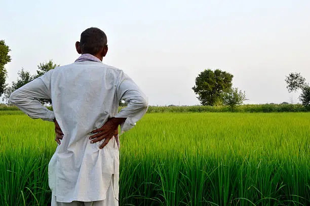 Farmer Standing in the Field of Paddy Crop Located in Rural India Outdoor.