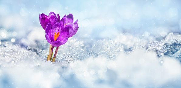 Nature wakes up from winter. The first flowers after winter. A new life in the spring. Botany in early spring in Bavaria. Spring in Bavaria. White crocus in the Alps.