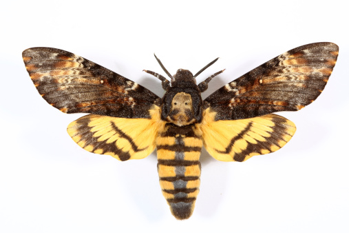 Death's-head Hawkmoth, the butterfly which became famous by the movie 'The Silence Of The Lambs' with its characteristic skull-shaped pattern on the thorax