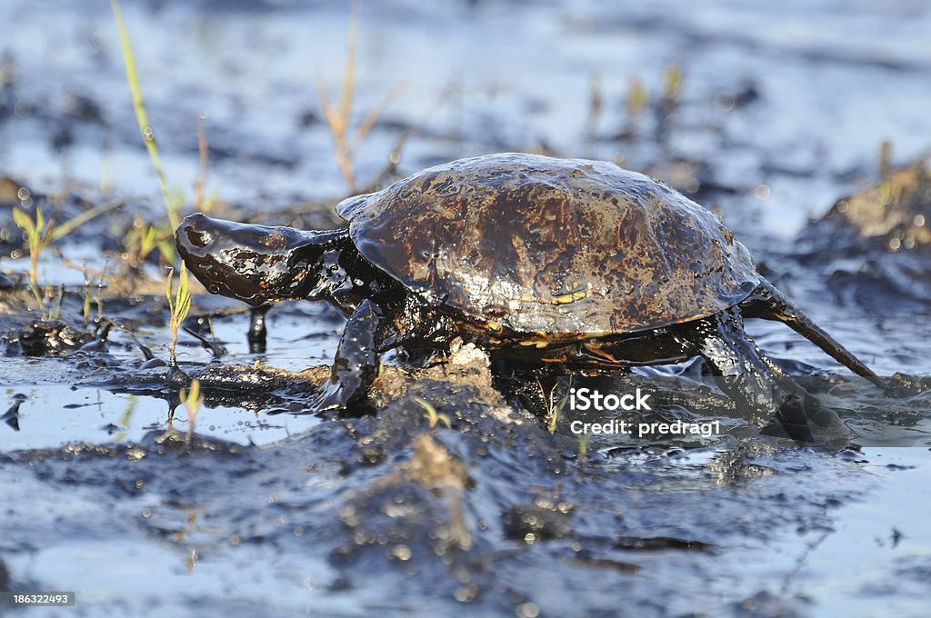 Черепаха с petroleum - Стоковые фото Разлив нефти роялти-фри