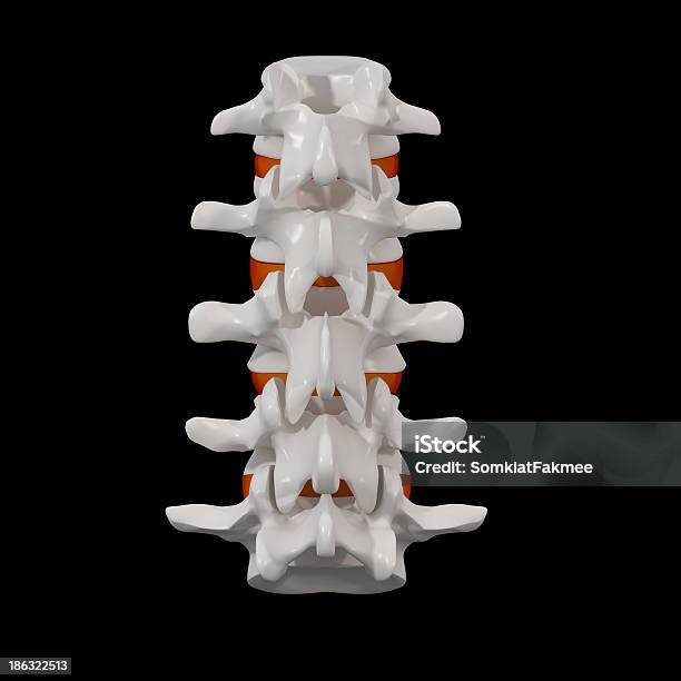 Foto de Estrutura Da Coluna e mais fotos de stock de Anatomia - Anatomia, Ciência, Coluna Vertebral - Vértebra