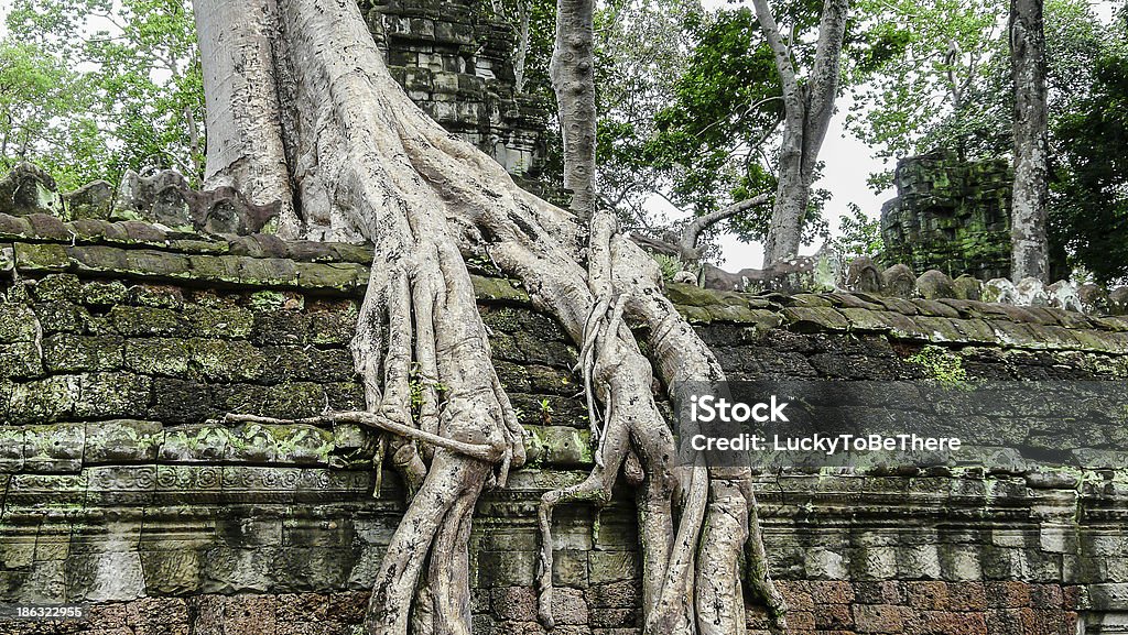 Fondo de árbol gigante - Foto de stock de Camboya libre de derechos